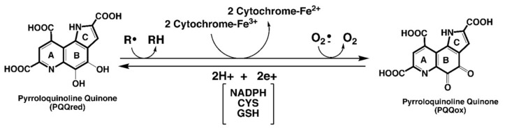 包含圖片、插圖等的外部文件。
對(duì)象名稱為 biomolecules-11-01441-g001.jpg