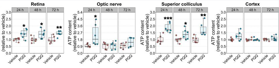 古特生物 PQQ給藥對體內視覺系統(tǒng)組織ATP水平的影響