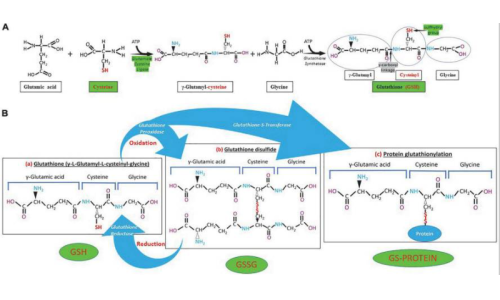 谷胱甘肽在炎癥中的作用